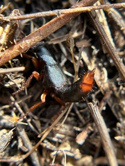 Dinothenarus saphyrinus