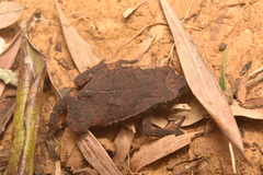 Rhinella ruizi