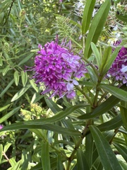 Veronica × andersonii