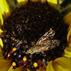 Neotephritis finalis