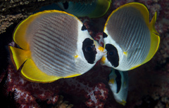 Chaetodon adiergastos