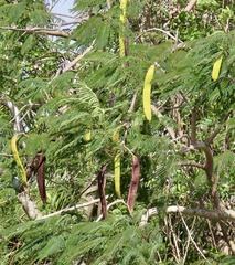 Delonix regia