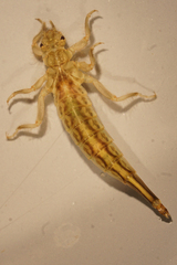 Stylurus spiniceps