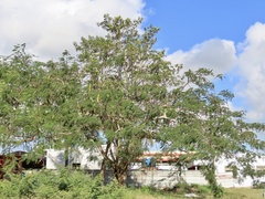 Delonix regia