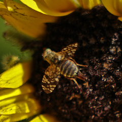 Neotephritis finalis