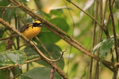 Anisognathus somptuosus