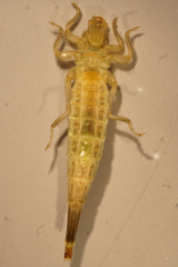 Stylurus spiniceps