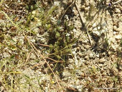 Neatostema apulum