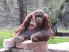 Pongo