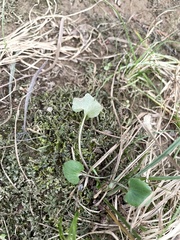 Ranunculus abortivus