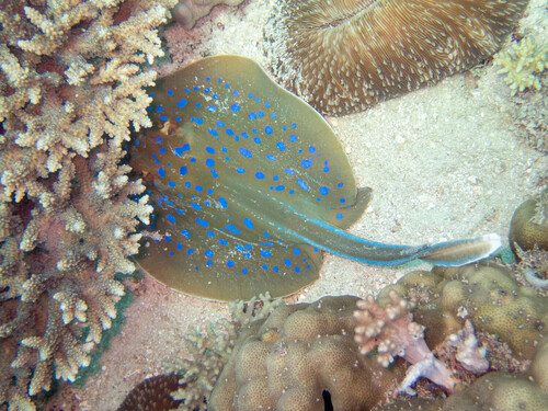 Blue-spotted stingray