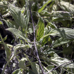 Phacelia imbricata