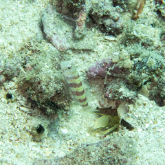 Amblyeleotris wheeleri