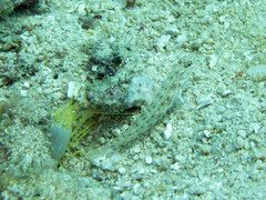 Ctenogobiops crocineus