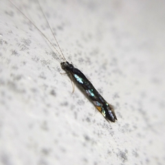 Nectopsyche splendida