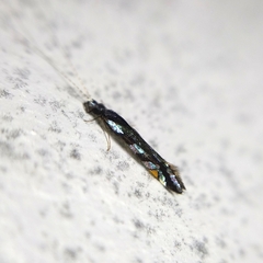 Nectopsyche splendida