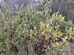 Arctostaphylos viscida