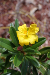 Hibbertia altigena