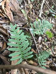 Polypodium virginianum