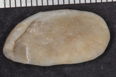 Crepidula onyx