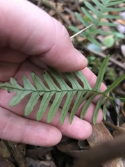Polypodium virginianum