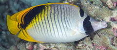 Chaetodon oxycephalus
