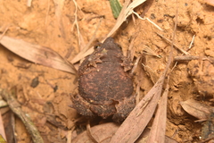 Rhinella ruizi