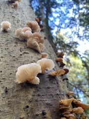 Panellus mitis