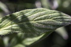 Phacelia imbricata