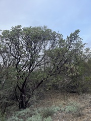 Arctostaphylos viscida