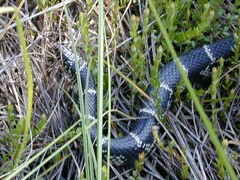 Lampropeltis getula