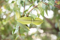 Cryptostegia