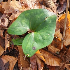 Hexastylis arifolia