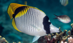 Chaetodon lineolatus