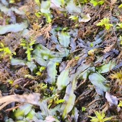 Pallavicinia lyellii