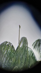 Psittacula longicauda