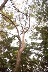 Bursera simaruba