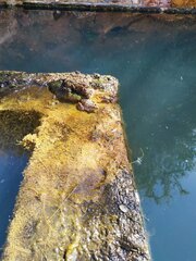 Lithobates yavapaiensis