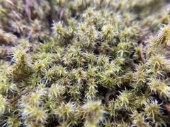 Racomitrium elongatum