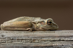 Osteopilus septentrionalis