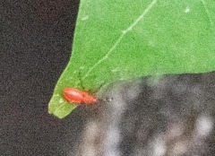 Dysdercus fulvoniger