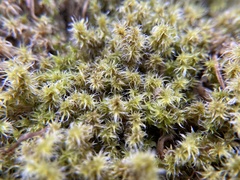 Racomitrium elongatum