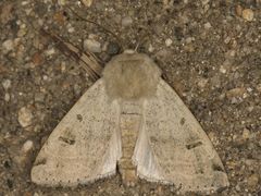 Dichagyris variabilis