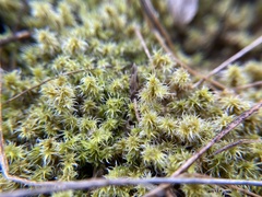 Racomitrium elongatum