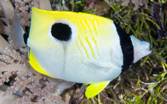 Chaetodon unimaculatus
