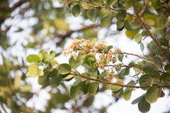 Cordia dichotoma