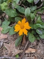 Coreopsis auriculata