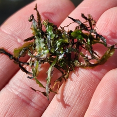 Pallavicinia lyellii