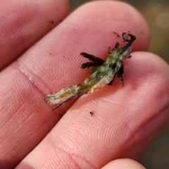 Pallavicinia lyellii