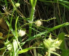Plantago lagopus